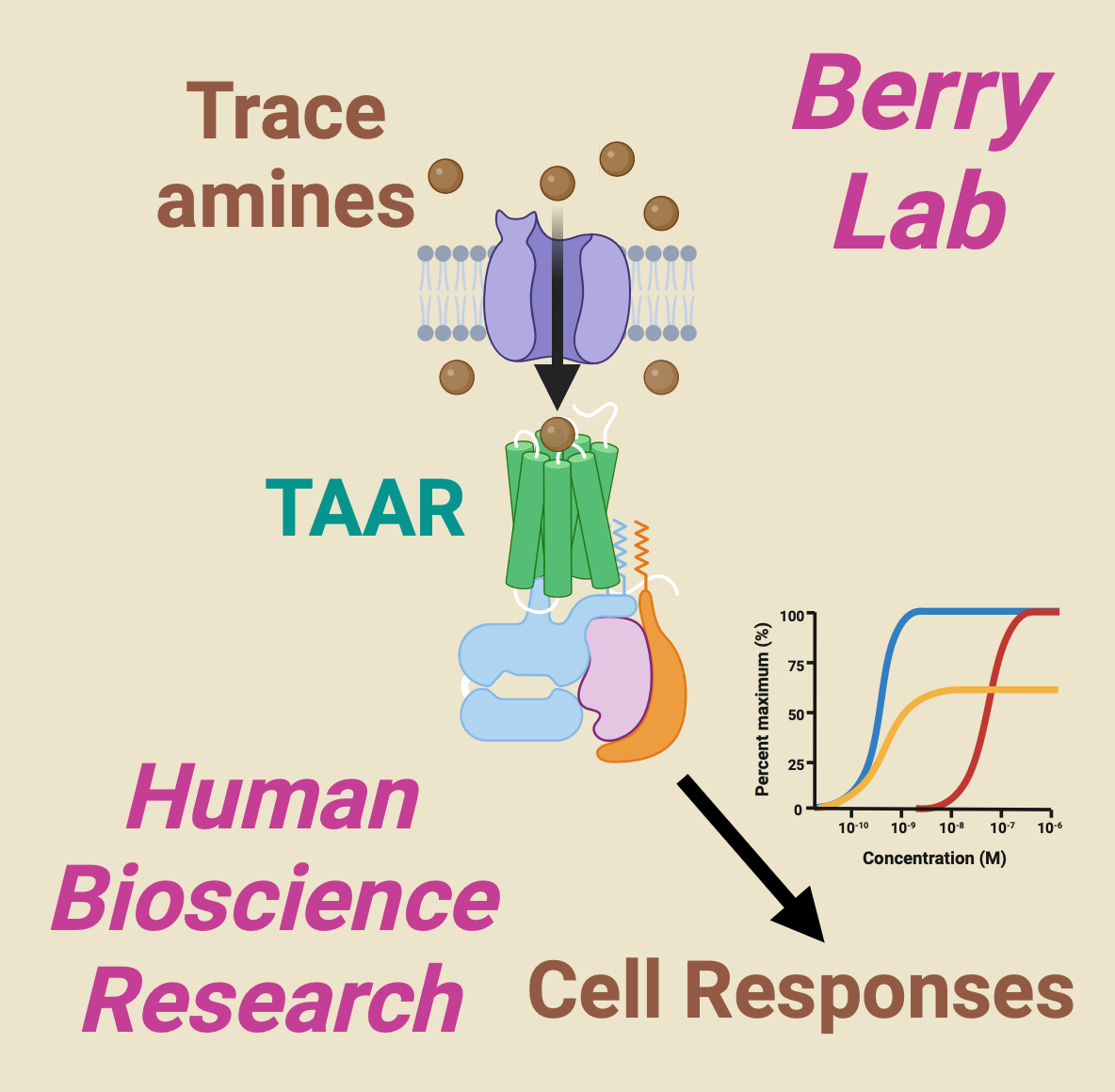 Cartoon depicting the Berry labs research focus on trace amines and their effects on cellular systems